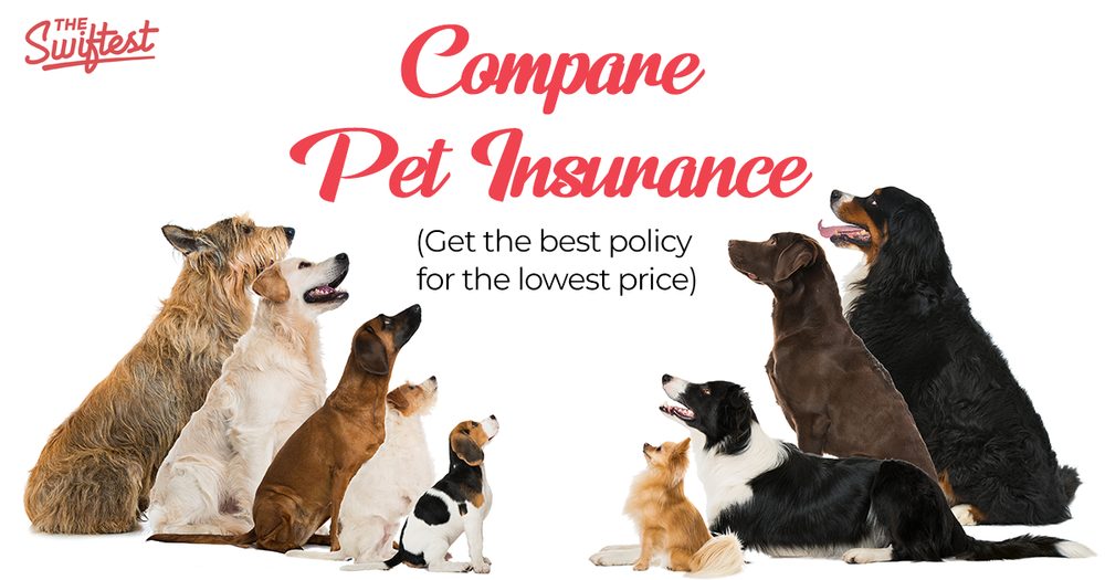 The Swiftest pet insurance comparison — six dogs of different breeds