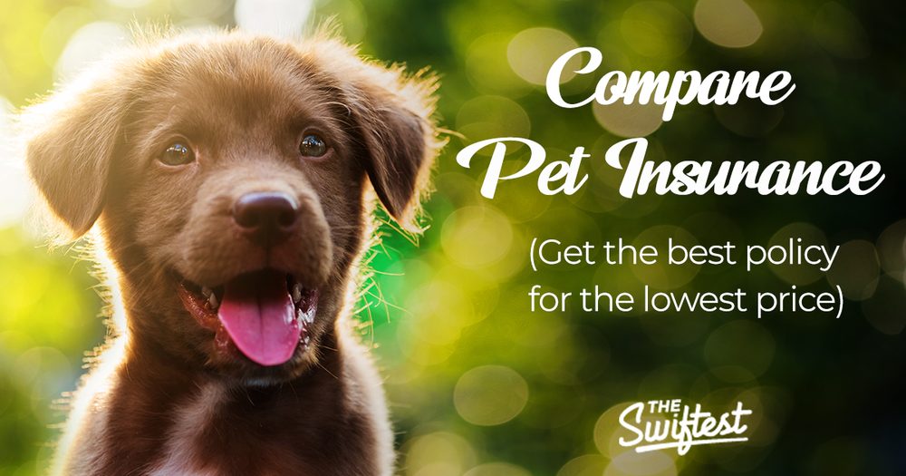 The Swiftest pet insurance comparison — smiling brown puppy