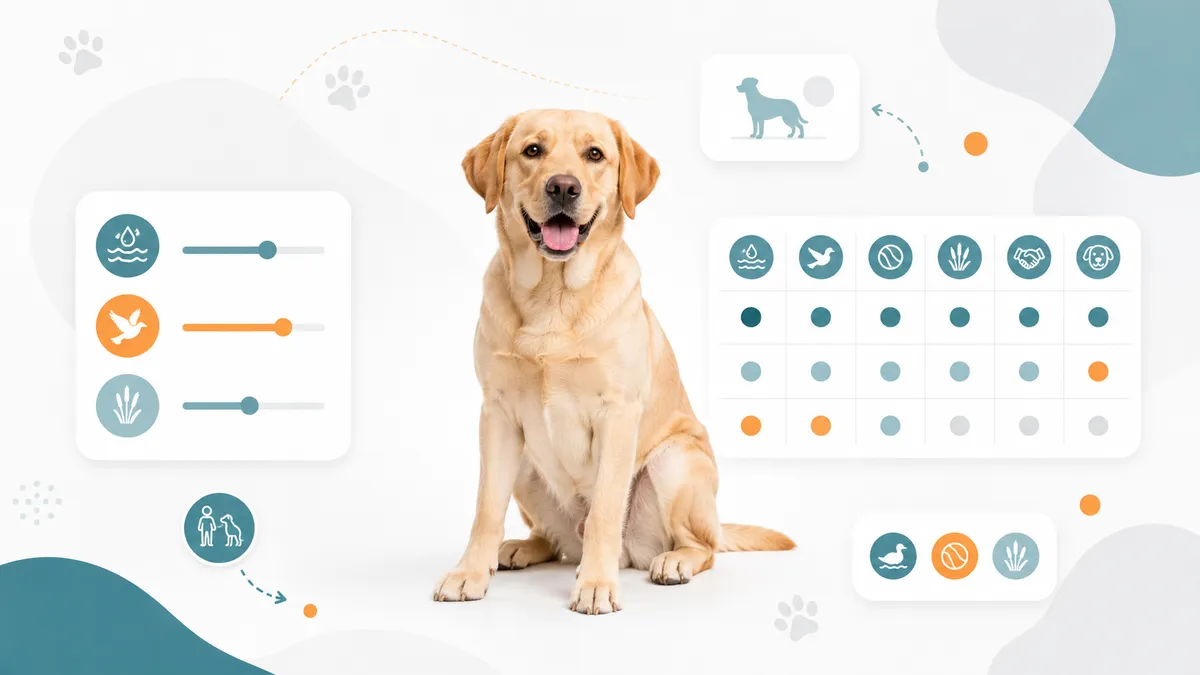 Labrador Retriever, representing the Sporting Group