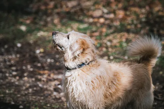 Afghan Hound dog