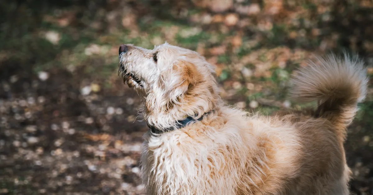 A fluffy Golden Retriever explores an outdoor setting on a sunny day, showcasing its joyful spirit.