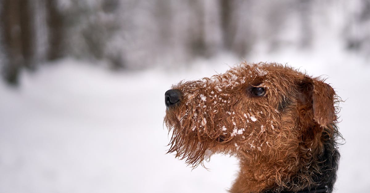 A close-up photo of an Airedale Terrier enjoying a snowy winter day outdoors.