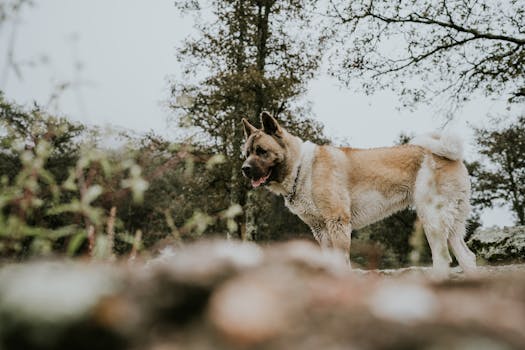 Akita dog