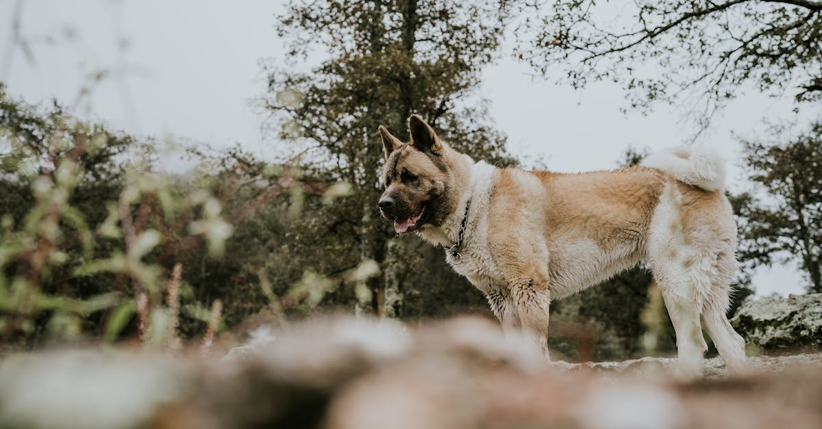 An American Akita standing in an outdoor setting amidst trees, showcasing its majestic stature.