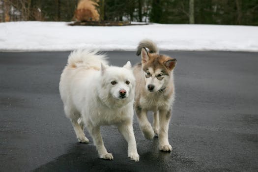Alaskan Malamute dog