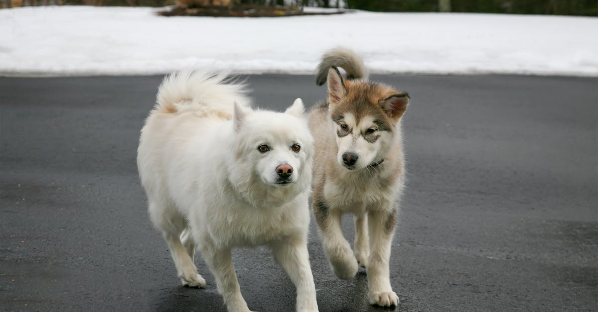 Two adorable dogs playing outside on a winter day in Southborough, MA.