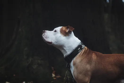 American Staffordshire Terrier dog