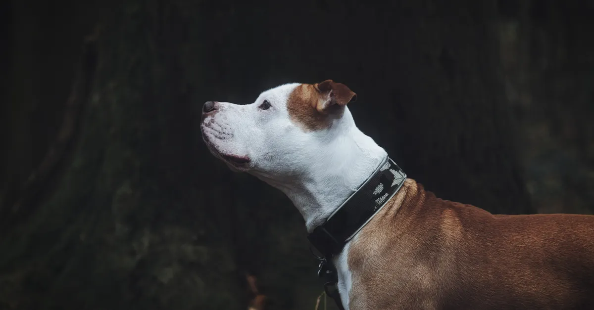 Side view of a pit bull wearing a collar, standing outdoors against a dark natural background.