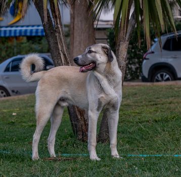 Anatolian Shepherd dog
