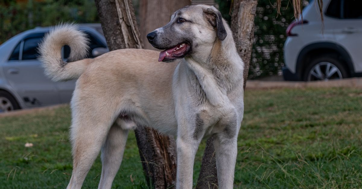 A majestic Anatolian Shepherd dog standing attentively in a garden setting, showcasing its protective nature.
