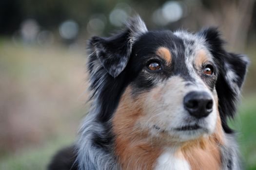 Australian Shepherd dog