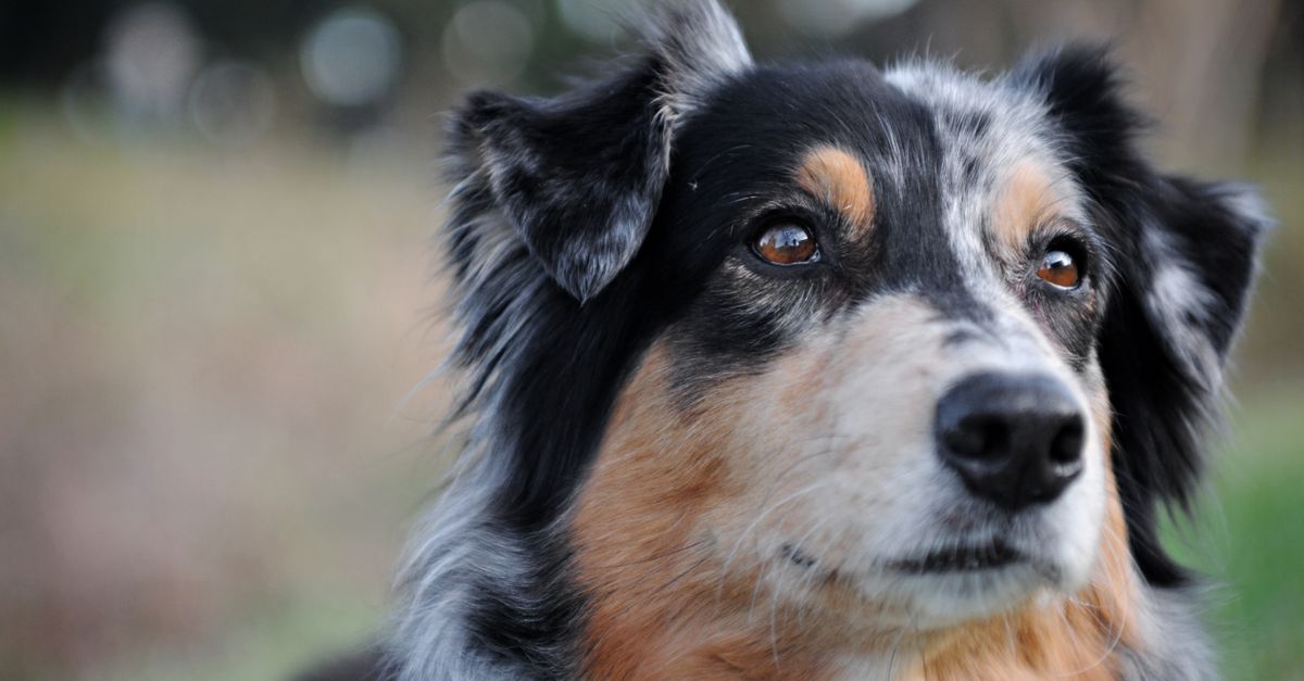 Detailed close-up of an attentive Australian Shepherd dog outdoors.
