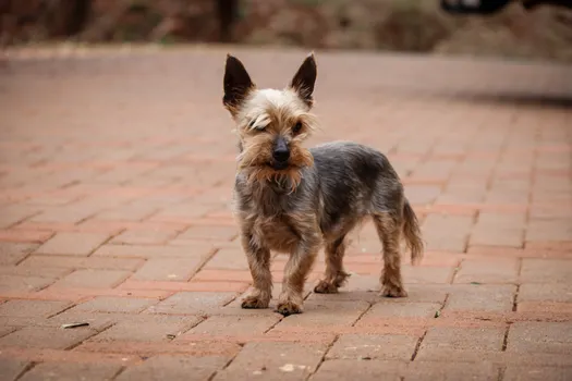 Australian Terrier dog