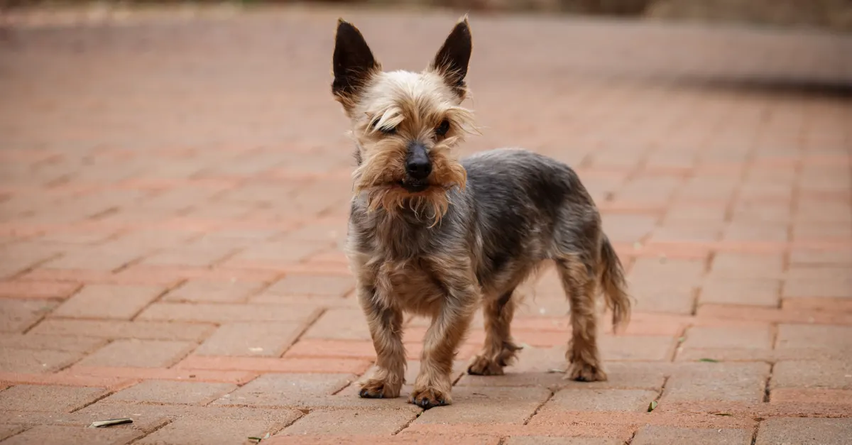 Cute Yorkshire Terrier standing on a brick path outdoors. Perfect for pet lovers.