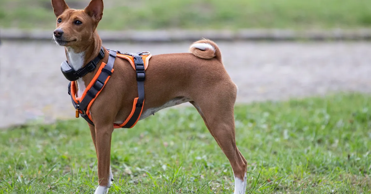 Basenji dog in an orange harness stands alertly on grass, showcasing its elegant posture in an outdoor setting.