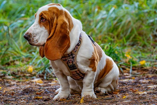 Basset Hound dog