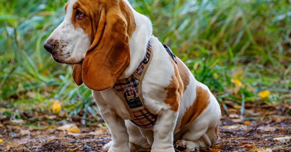 Charming basset hound sits outdoors on a nature trail, showcasing its iconic floppy ears and friendly demeanor.
