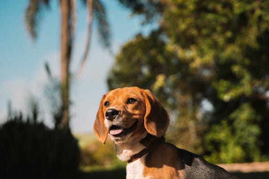 Beagle dog