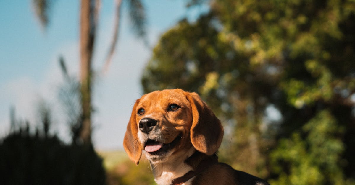 A joyful beagle dog enjoying a sunny day outdoors with green trees in the background.
