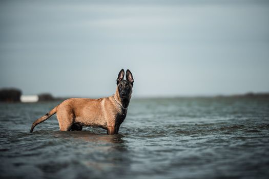 Belgian Malinois dog