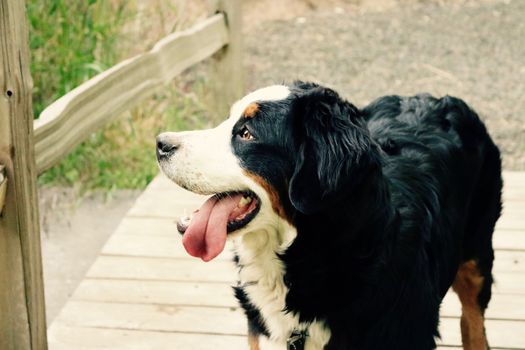 Bernese Mountain Dog dog