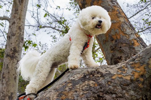 Bichon Frise dog