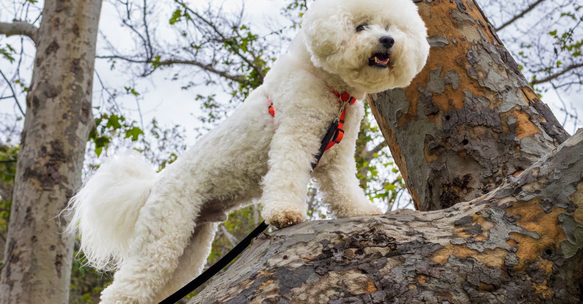 Adorable Bichon Frise dog climbing a tree in a lush park. Perfect for pet lovers.