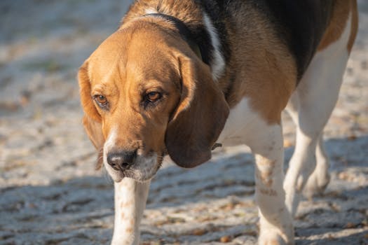 Bloodhound dog