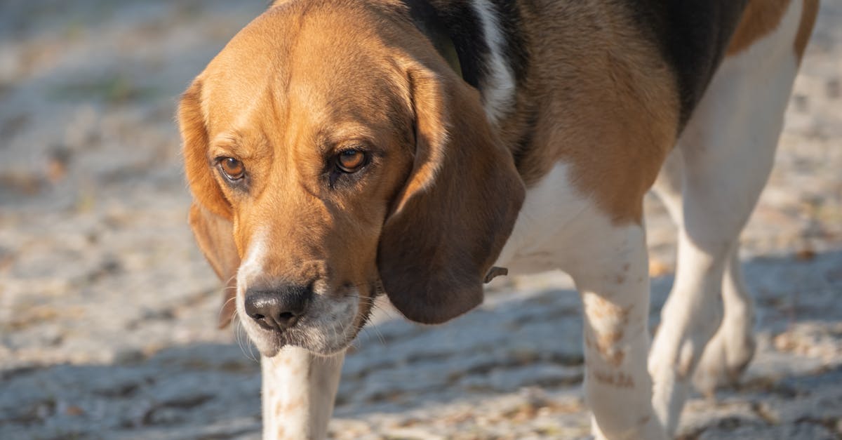 Close-up of a beagle walking on a sandy beach in Bornova, İzmir, Türkiye.