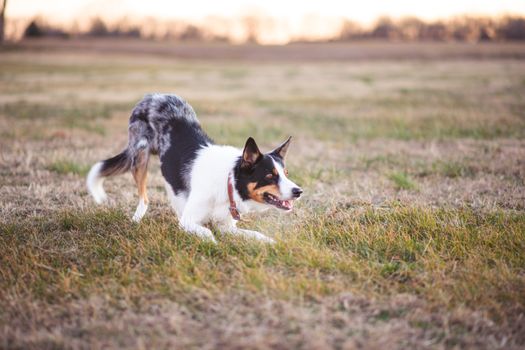 Border Collie dog