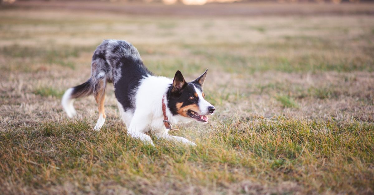 Playful Border Collie engaged in activity in a wide open grassy field during the day.