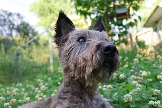 Border Terrier dog