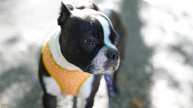Boston Terrier dog