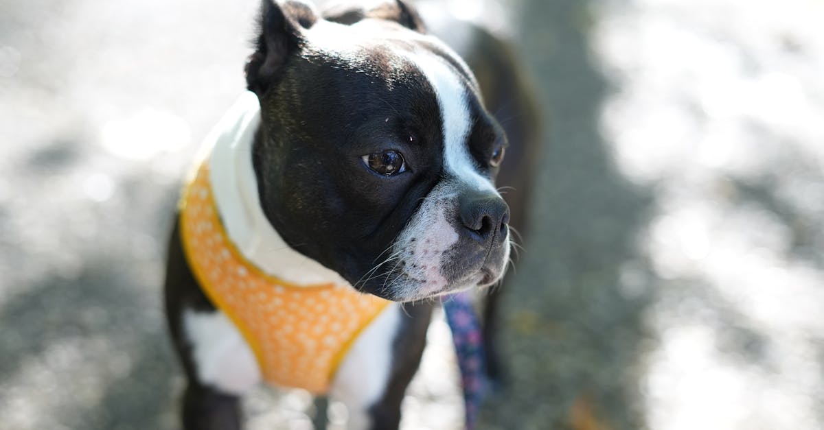 A lovable Boston Terrier wearing a yellow harness, basking in sunlight outdoors.