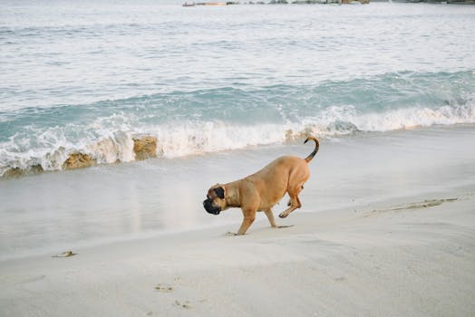 Boxer