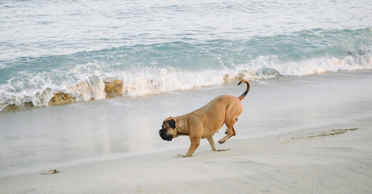 A lively boxer dog runs along the sandy beach with waves crashing behind.