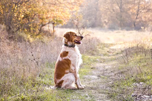 Brittany dog