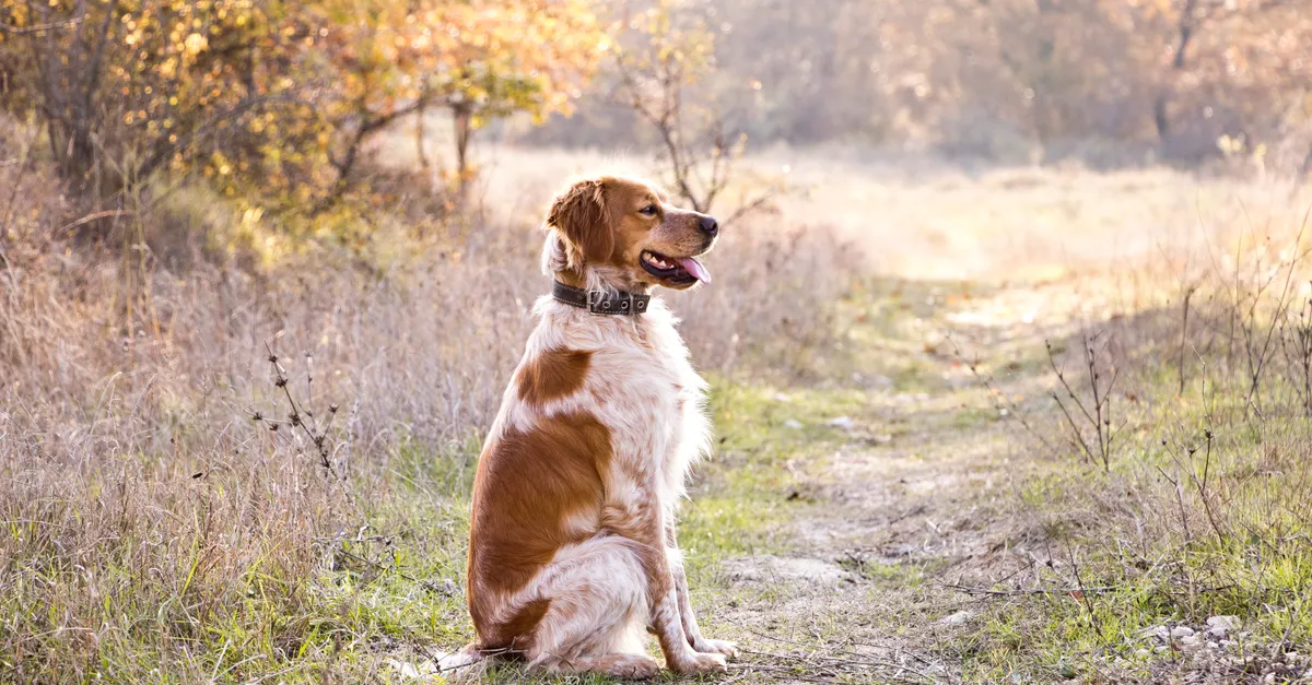 Brittany Spaniel dog sitting in a serene Bulgarian forest during autumn.
