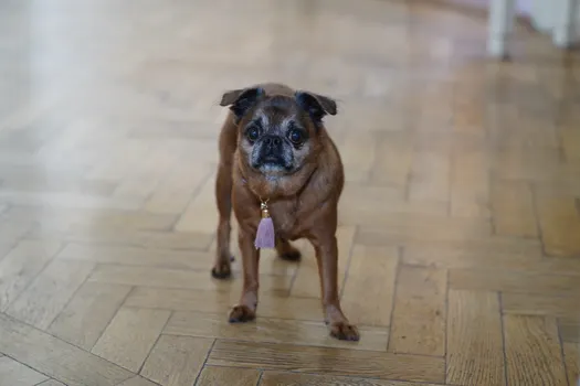 Brussels Griffon dog