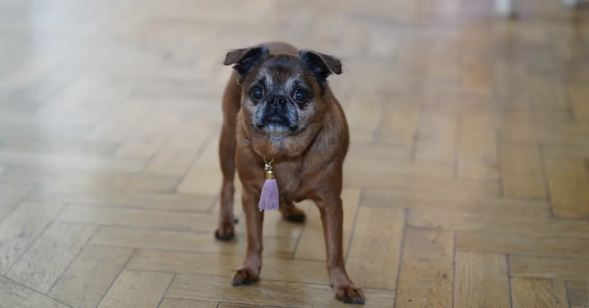 A cute Brussels Griffon dog standing on a parquet wooden floor indoors.