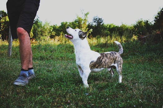 Bull Terrier dog