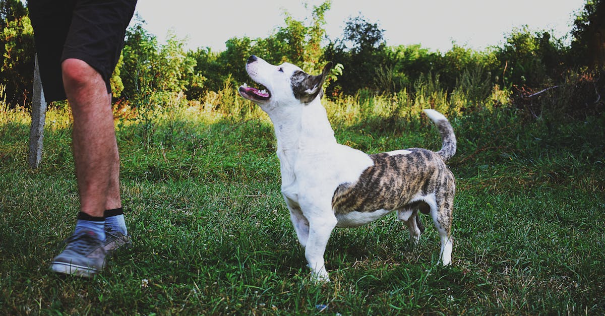 A playful dog looks up at its owner in a lush green field during daytime.