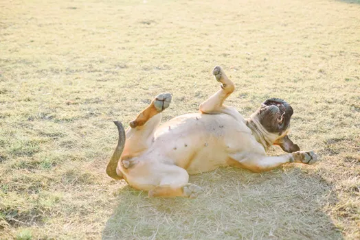 Bullmastiff dog
