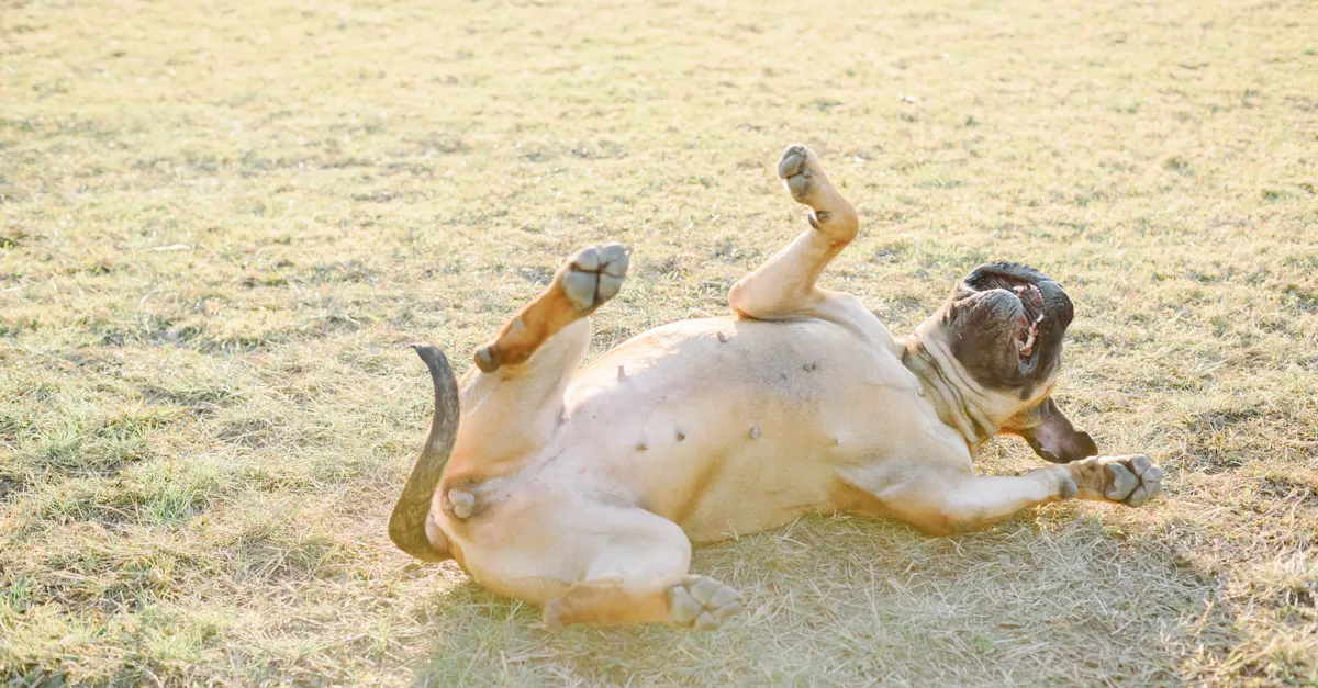 A Bullmastiff playfully rolls on its back in a sunlit grassy field, full of joy and energy.
