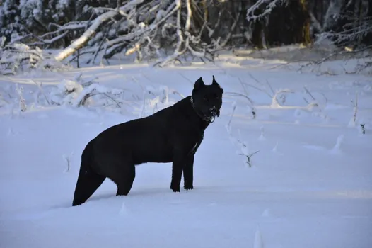 Cane Corso dog