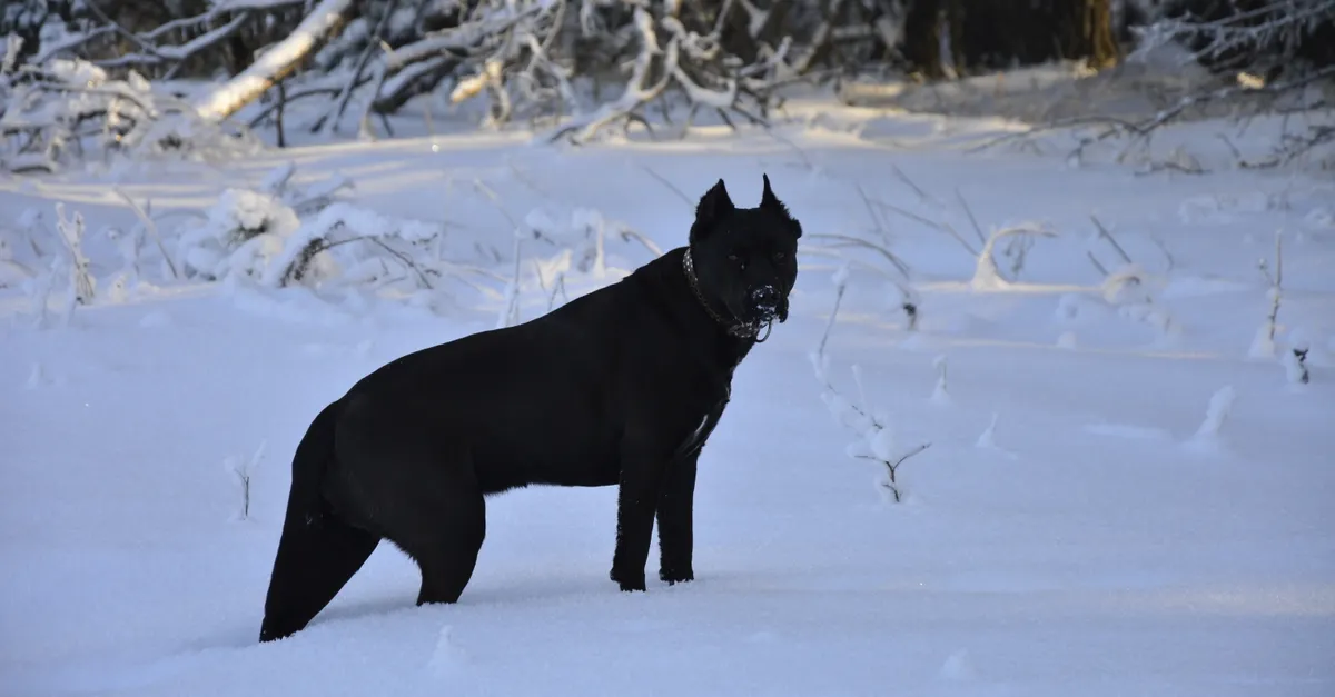 A black dog stands in a serene snowy landscape surrounded by wintry trees, capturing the essence of winter.