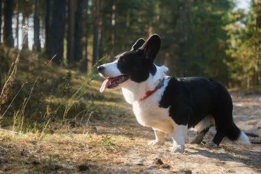 Cardigan Welsh Corgi dog