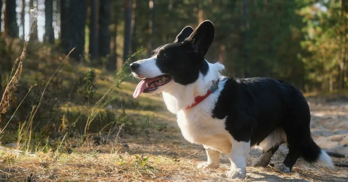 A black and white Welsh Corgi exploring a sunlit forest path.