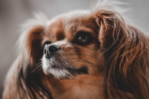 Cavalier King Charles Spaniel dog