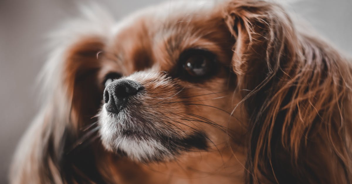 A close-up shot of a Cavalier King Charles Spaniel with a fluffy coat and expressive eyes.